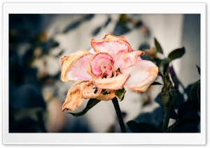 Beauty Fades Ultra HD Wallpaper for 4K UHD Widescreen desktop, tablet & smartphone