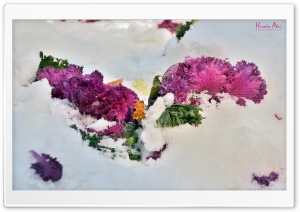 Beauty Ice Ultra HD Wallpaper for 4K UHD Widescreen desktop, tablet & smartphone