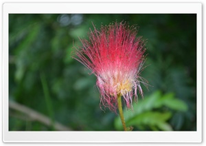 Beauty of Flower Ultra HD Wallpaper for 4K UHD Widescreen desktop, tablet & smartphone