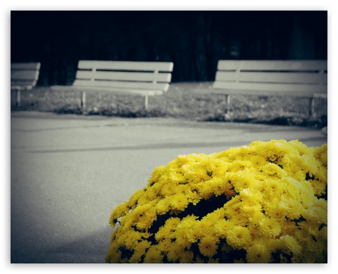 Beauty of Flowers UltraHD Wallpaper for Fullscreen 5:4 ;