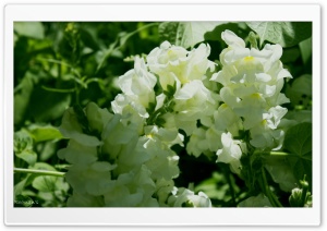 Beauty Of Whites Ultra HD Wallpaper for 4K UHD Widescreen desktop, tablet & smartphone