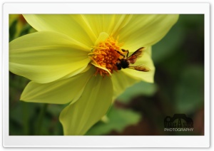 Beauty of Yellow Ultra HD Wallpaper for 4K UHD Widescreen desktop, tablet & smartphone