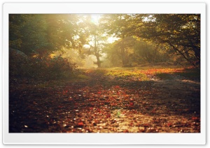 Bed Of Leaves, Autumn Ultra HD Wallpaper for 4K UHD Widescreen desktop, tablet & smartphone