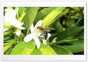 Bee 4K UHD Wallpaper for Widescreen and UltraWide Desktop, UltraHD TV, Smartphone, Tablet
