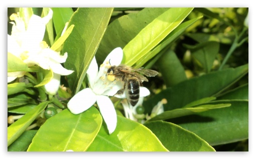 Bee UltraHD Wallpaper for Widescreen 5:3 ;