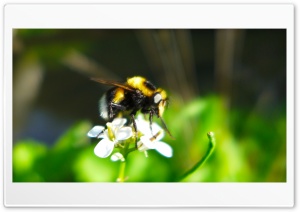 Bee Ultra HD Wallpaper for 4K UHD Widescreen Desktop, Lockscreen, Screensaver, TV, Tablet, Smartphone