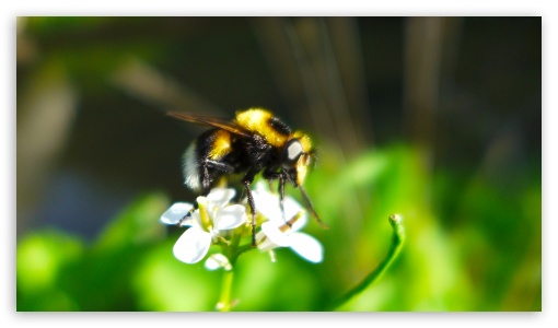 Bee UltraHD Wallpaper for UHD 16:9 ; HD 16:9 ;