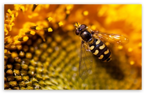 Bee UltraHD Wallpaper for Wide 16:10 5:3 Widescreen WHXGA WQXGA WUXGA WXGA WGA ; 8K UHD TV 16:9 Ultra High Definition 2160p 1440p 1080p 900p 720p ; Standard 4:3 5:4 3:2 Fullscreen UXGA XGA SVGA QSXGA SXGA DVGA HVGA HQVGA ( Apple PowerBook G4 iPhone 4 3G 3GS iPod Touch ) ; Tablet 1:1 ; iPad 1/2/Mini ; Mobile 4:3 5:3 3:2 16:9 5:4 - UXGA XGA SVGA WGA DVGA HVGA HQVGA ( Apple PowerBook G4 iPhone 4 3G 3GS iPod Touch ) 2160p 1440p 1080p 900p 720p QSXGA SXGA ;