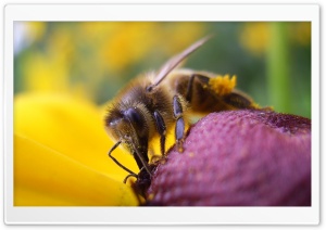 Bee And Flower Ultra HD Wallpaper for 4K UHD Widescreen desktop, tablet & smartphone