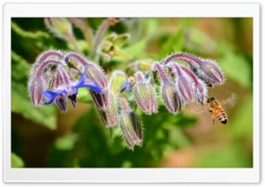 Bee and Fuzzy Flowers Ultra HD Wallpaper for 4K UHD Widescreen desktop, tablet & smartphone