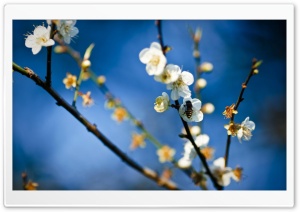 Bee And Spring Blossom Ultra HD Wallpaper for 4K UHD Widescreen desktop, tablet & smartphone