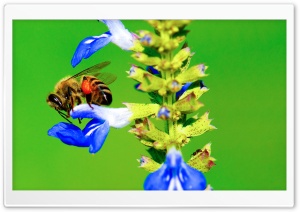 Bee, Ant, Blue Flower Ultra HD Wallpaper for 4K UHD Widescreen desktop, tablet & smartphone