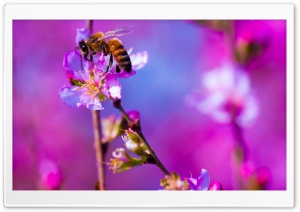 Bee, Blossom Tree, Spring Ultra HD Wallpaper for 4K UHD Widescreen desktop, tablet & smartphone