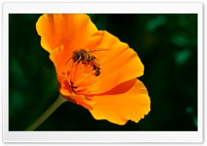 Bee, California Poppy Flower Ultra HD Wallpaper for 4K UHD Widescreen desktop, tablet & smartphone