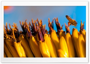Bee Carrying Pollen Ultra HD Wallpaper for 4K UHD Widescreen desktop, tablet & smartphone