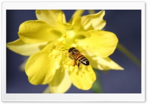 Bee Collecting Pollen Ultra HD Wallpaper for 4K UHD Widescreen desktop, tablet & smartphone