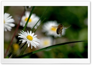 Bee Flying Ultra HD Wallpaper for 4K UHD Widescreen desktop, tablet & smartphone