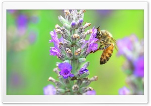 Bee, Lavender Ultra HD Wallpaper for 4K UHD Widescreen desktop, tablet & smartphone