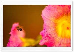 Bee Looking for Nectar Ultra HD Wallpaper for 4K UHD Widescreen desktop, tablet & smartphone