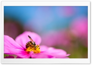 Bee On A Cosmos Flower Ultra HD Wallpaper for 4K UHD Widescreen desktop, tablet & smartphone
