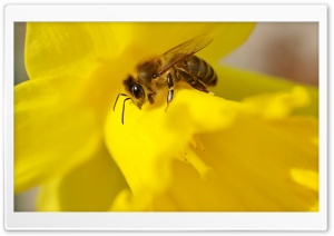 Bee on a Daffodil Ultra HD Wallpaper for 4K UHD Widescreen desktop, tablet & smartphone