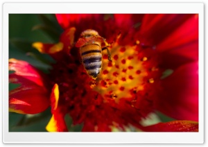 Bee On A Gaillardia Flower Ultra HD Wallpaper for 4K UHD Widescreen desktop, tablet & smartphone