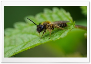 Bee On A Leaf Ultra HD Wallpaper for 4K UHD Widescreen desktop, tablet & smartphone