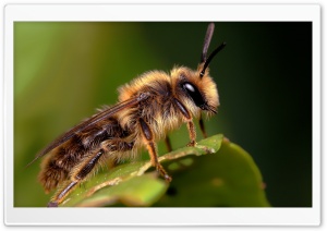 Bee On A Leaf Macro Ultra HD Wallpaper for 4K UHD Widescreen desktop, tablet & smartphone