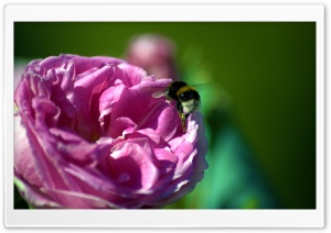 Bee On A Pink Rose Ultra HD Wallpaper for 4K UHD Widescreen desktop, tablet & smartphone