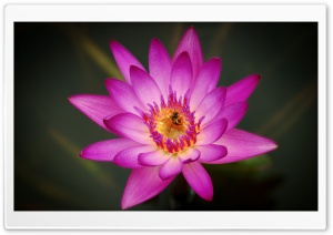 Bee on a Pink Water Lily Flower Ultra HD Wallpaper for 4K UHD Widescreen desktop, tablet & smartphone