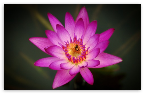 Bee on a Pink Water Lily Flower UltraHD Wallpaper for 8K UHD TV 16:9 Ultra High Definition 2160p 1440p 1080p 900p 720p ; UltraWide 21:9 24:10 ; Widescreen 16:10 5:3 WHXGA WQXGA WUXGA WXGA WGA ; Fullscreen 4:3 5:4 3:2 UXGA XGA SVGA QSXGA SXGA DVGA HVGA HQVGA ( Apple PowerBook G4 iPhone 4 3G 3GS iPod Touch ) ; Tablet 1:1 ; Mobile 9:16 2:3 3:5 3:4 - ;