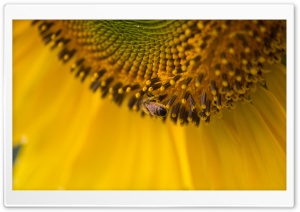 Bee On A Sunflower Ultra HD Wallpaper for 4K UHD Widescreen desktop, tablet & smartphone
