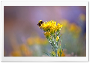 Bee On A Yellow Flower Ultra HD Wallpaper for 4K UHD Widescreen desktop, tablet & smartphone