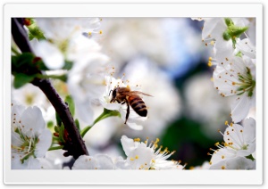 Bee On Cherry Flower Ultra HD Wallpaper for 4K UHD Widescreen desktop, tablet & smartphone