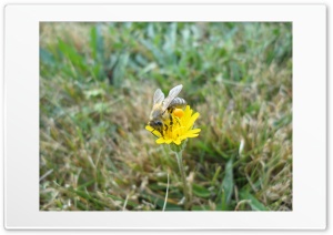 Bee on dandelion Ultra HD Wallpaper for 4K UHD Widescreen desktop, tablet & smartphone