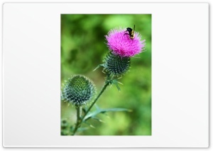 Bee on Flower 4K UHD Wallpaper for Widescreen and UltraWide Desktop, UltraHD TV, Smartphone, Tablet