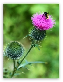 Bee on Flower UltraHD Wallpaper for Mobile 3:5 3:4 ;