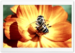 Bee on Flower Ultra HD Wallpaper for 4K UHD Widescreen desktop, tablet & smartphone