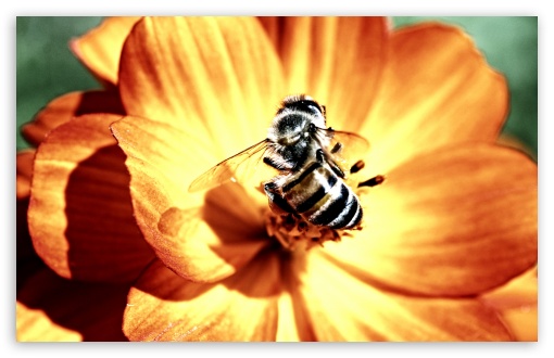 Bee on Flower UltraHD Wallpaper for 8K UHD TV 16:9 Ultra High Definition 2160p 1440p 1080p 900p 720p ; Widescreen 16:10 5:3 WHXGA WQXGA WUXGA WXGA WGA ; Fullscreen 4:3 5:4 3:2 UXGA XGA SVGA QSXGA SXGA DVGA HVGA HQVGA ( Apple PowerBook G4 iPhone 4 3G 3GS iPod Touch ) ; Tablet 1:1 ; Mobile 3:4 - ; Dual 5:4 QSXGA SXGA ;