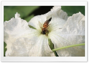 Bee on Flower Ultra HD Wallpaper for 4K UHD Widescreen desktop, tablet & smartphone