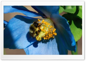 Bee On Himalayan Poppy Ultra HD Wallpaper for 4K UHD Widescreen desktop, tablet & smartphone