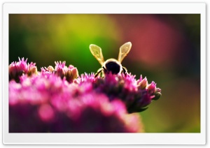 Bee On Pink Flowers, Macro Ultra HD Wallpaper for 4K UHD Widescreen desktop, tablet & smartphone