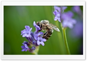 Bee On Purple Flower Ultra HD Wallpaper for 4K UHD Widescreen desktop, tablet & smartphone