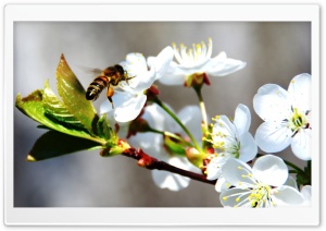 Bee On Spring Flowers Ultra HD Wallpaper for 4K UHD Widescreen desktop, tablet & smartphone