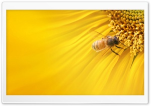 Bee On Sunflower Ultra HD Wallpaper for 4K UHD Widescreen desktop, tablet & smartphone