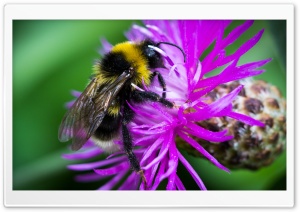Bee on the Flower Ultra HD Wallpaper for 4K UHD Widescreen desktop, tablet & smartphone