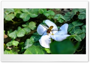 Bee on the Flower Ultra HD Wallpaper for 4K UHD Widescreen Desktop, Lockscreen, Screensaver, TV, Tablet, Smartphone