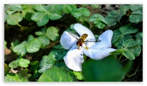 Bee on the Flower UltraHD Wallpaper for HD 16:9 ;