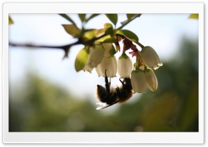 Bee On White Flower, Macro Ultra HD Wallpaper for 4K UHD Widescreen desktop, tablet & smartphone