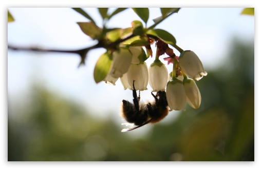 Bee On White Flower, Macro UltraHD Wallpaper for Wide 16:10 5:3 Widescreen WHXGA WQXGA WUXGA WXGA WGA ; 8K UHD TV 16:9 Ultra High Definition 2160p 1440p 1080p 900p 720p ; Standard 4:3 5:4 3:2 Fullscreen UXGA XGA SVGA QSXGA SXGA DVGA HVGA HQVGA ( Apple PowerBook G4 iPhone 4 3G 3GS iPod Touch ) ; Tablet 1:1 ; iPad 1/2/Mini ; Mobile 4:3 5:3 3:2 16:9 5:4 - UXGA XGA SVGA WGA DVGA HVGA HQVGA ( Apple PowerBook G4 iPhone 4 3G 3GS iPod Touch ) 2160p 1440p 1080p 900p 720p QSXGA SXGA ; Dual 16:10 5:3 4:3 5:4 WHXGA WQXGA WUXGA WXGA WGA UXGA XGA SVGA QSXGA SXGA ;